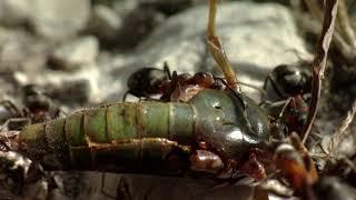 Attenborough's Ant Mountain - Trailer