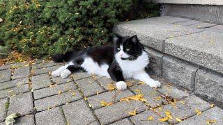 Tuxedo Cat enjoying the outdoors