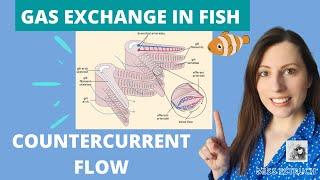 GAS EXCHANGE IN FISH & COUNTERCURRENT exchange principle: A-level Biology. Gill filaments & lamella