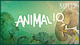 This is Animal IQ! A new show coming to Terra (feat. @TraceDominguez)