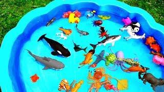 aprende colores con animales silvestres del zoológico agua tiburón juguetes para niños