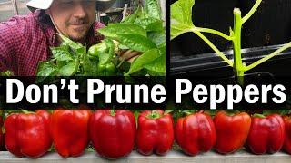 Don't Prune Your Peppers!