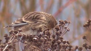 Vuorihemppo syksyllä (Carduelis flavirostris)