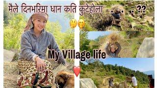 Nepali Traditional village life | Paddy | Happy lifestyle | Rekha limbu ️