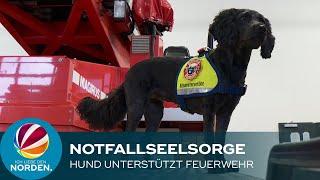 Feuerwehr Neustadt wird von Therapiehund Sally in der Notfallseelsorge unterstützt