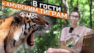 Амурские тигры - чудо Дальнего востока! О животных Приморского края. Сафари парк. 2021