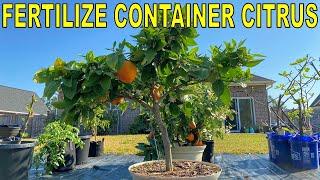 Complete Guide To FERTILIZING CITRUS TREES In Containers