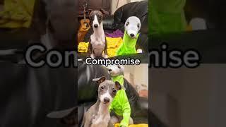 TikTok Compilation Iggy Italian Greyhound 2021