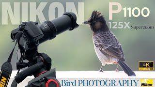 NIKON Coolpix P1100 Camera - Bird Photography [Before You Buy in 2025 WATCH This!]