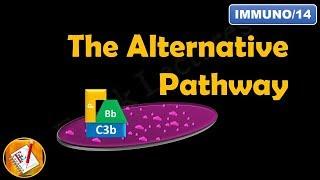 The Alternative Pathway - The Complement System (Part II) (FL-Immuno/14)
