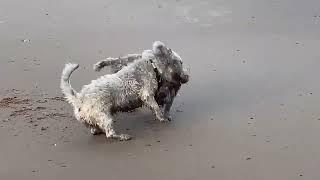 Glen of Imaal Terriers at the beach