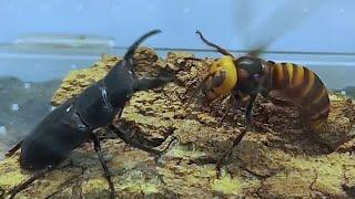 Asian Giant hornet VS Beetle