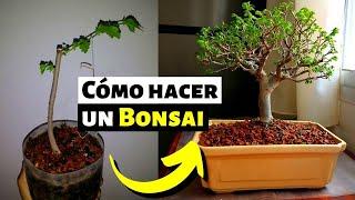 Cómo hacer un bonsai desde cero | Bonsai paso a paso