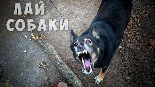 Звук лая злой собаки / Angry dogs barking sound effect