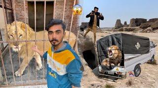 Hum Ne Lion Pakar Lea  Lion Mini Zoo Ma Le Aye  Lion Ne Attack Kar Dea 