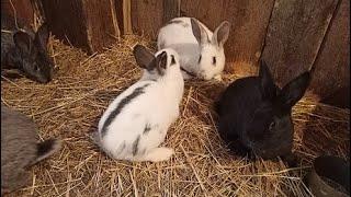 Как вылечить кроликов от ушного клеща - Эффективные методы