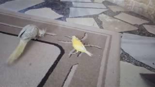 Little canary gets angry