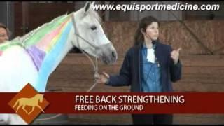 Back Strengthening for your Horse