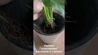 Пересадка спатифиллума, быстро и просто. Женское счастье в ваших руках!