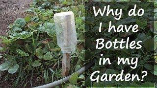 Why do I have Bottles in My Garden??