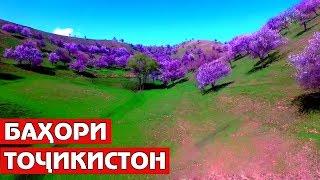 Тоҷикистон, сабзмарзи гулсириштам... / Tajikistan Nature