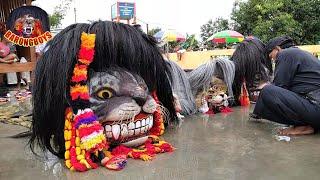 Pentas Barongan Satrio Joyo Live Anggaswangi, Ritual Kasih Makan Barongan !!