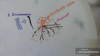 Fungi: Hyphae Modification.