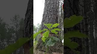 Cutting 1970s red pine to grow red oak