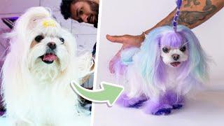 Tiny dog turned into a Unicorn!