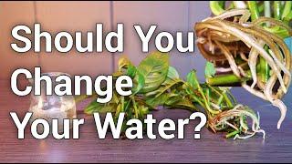 Should You Change Your Water When Propagating Houseplants?