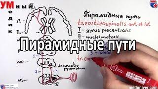 Пирамидные пути -  tractus corticospinalis et corticonuclearis - meduniver.com