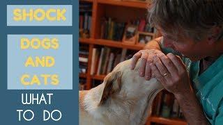 Shock: How To Tell If Your Pet Has It, What To Do