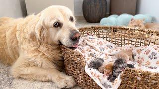 Golden Retriever is the Best Babysitter for Newborn Kittens!