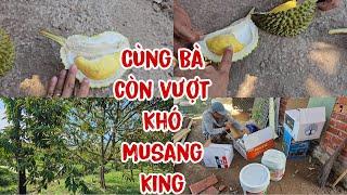 Cùng Bà Con Trồng SẦU RIÊNG MUSANG KING VƯỢT QUA KHÓ KHĂN KIẾM TIỀN TRÊN SẦU RIÊNG MUSANG KING