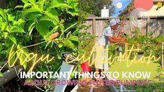 Before you grow UGU(fluted pumpkin) in the USA…WATCH THIS! 5 things I wish I knew before growing UGU