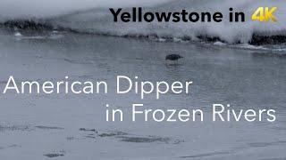 American Dipper diving frozen rivers | Yellowstone in 4K | Inspire Wild Media