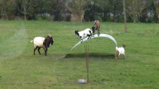 Chèvres en équilibre - goats balancing on a flexible steel ribbon