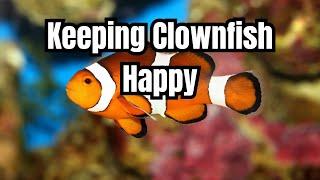 Clownfish Care Guide: Everything You Need to Know