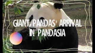 Giant Pandas arrive at Pandasia in the Netherlands