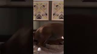 dogs xxx #dog #bulldog #pitbull #doglover #viralvideo #boerboel #shortvideo #trending