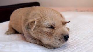 Puppy Born With Tail On Head Looks Like A Unicorn