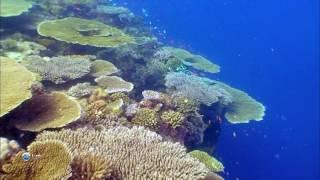 07  Жизнь под водой.  Борьба за жизненное пространство.