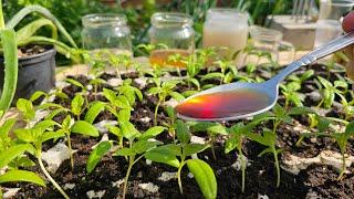 Make your own nutrients for strong seedlings - easy, cheap and 100% natural!