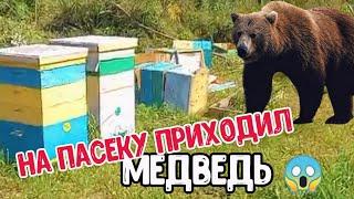 Мишка полакомился медом... Обзор села Солонешного Купили цыплят-дистрофиков...