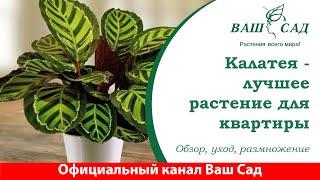 Калатея - очень красивое и неприхотливое растение. Ваш сад