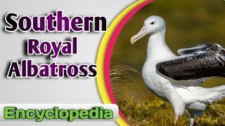 Southern Royal Albatross - Video Encyclopedia (Diomedea epomophora)