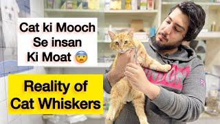 Cat ki Mooch k Nuqsan  | what happened if you cut cat whisker’s | Function of Cat Whiskers