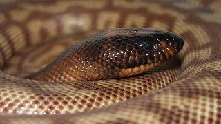 Polygenic Breeding With Black-headed Pythons: K Brothers Pythons: ep. 20