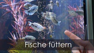 Welches Futter ist das Beste? So füttern wir unsere Fische | Aquado-Zoo Dortmund