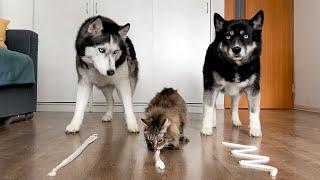 Huskies VS Cats Compete In Eating Cream! Funny Dogs and Cats